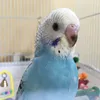 たこすけ