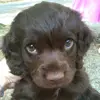 puppyearedgirl
