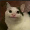 Lovely Animals
