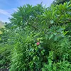 duongtamanlac_1