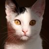 katerina.the.cat