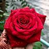 saifulhk00