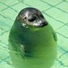 sad_seal22