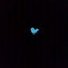 ppbluebird