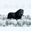 salvation_from_the_lord