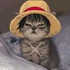 moshi4488