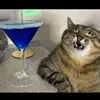 just.a.catmeow