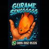 Gurame sengggggg