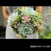 vanny.la.6688