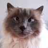 ellie_cat_4242