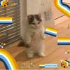 yeti_awsome