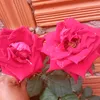 elianedectia