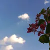 em__an17