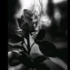 solgun_cicek_1993_3