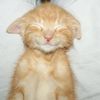 kiss.me.ss0