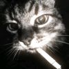 catt_bearr