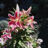 lynnellis76