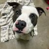 sheila_siler_shelterdogs
