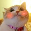 soo.cat55