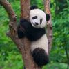 🐼