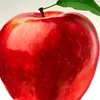 ronappleshorts3