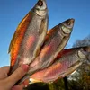 Вяленая рыбка | Европа 🐟🍺🔥