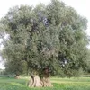 angelo866876