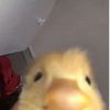 duckiesruletheworld