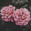 noufmohammed112