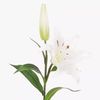 lilly__050907