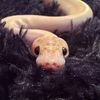 olivertherat69