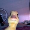 goofiestgoober42