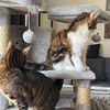 ownedandoperatedbycats
