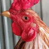 trigphcnhn