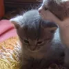 user.meowju