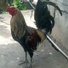 ichonkkobiskantohe