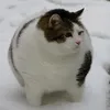 testacofu32