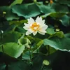 giang.785