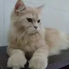 mondeskymiaww