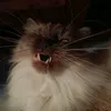 ttpotatocat