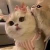 hwng.yangg
