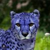 cheetah_blue