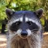 rabid_raccoon03