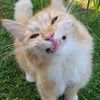 jellytartz