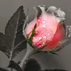 zu_hm98