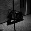 2009tobias_