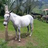 nelson_enrrique_