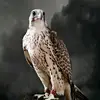 jsjy_7