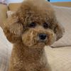toomuchlovepets