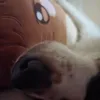 chrispydawg